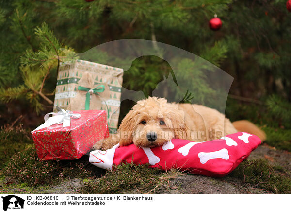Goldendoodle mit Weihnachtsdeko / KB-06810