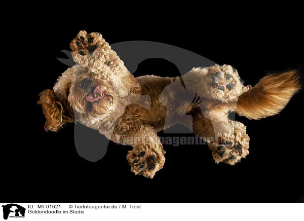 Goldendoodle im Studio / MT-01621