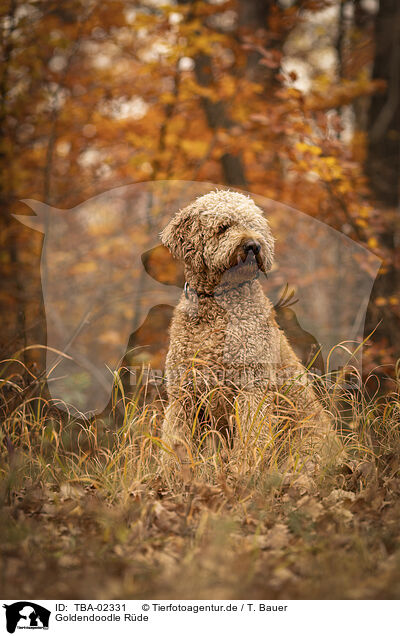 Goldendoodle Rde / male Goldendoodle / TBA-02331