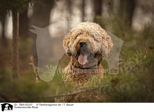 Goldendoodle Rde / male Goldendoodle / TBA-02337