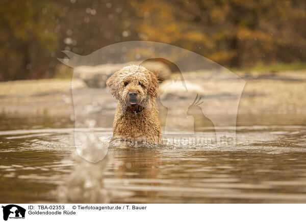 Goldendoodle Rde / male Goldendoodle / TBA-02353