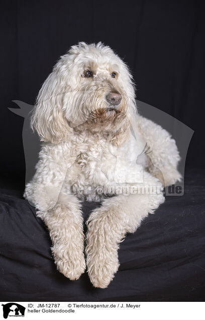 heller Goldendoodle / pale Goldendoodle / JM-12787