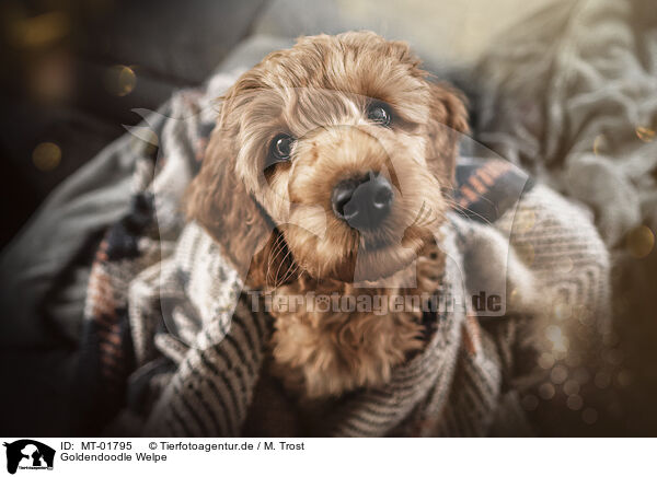 Goldendoodle Welpe / MT-01795