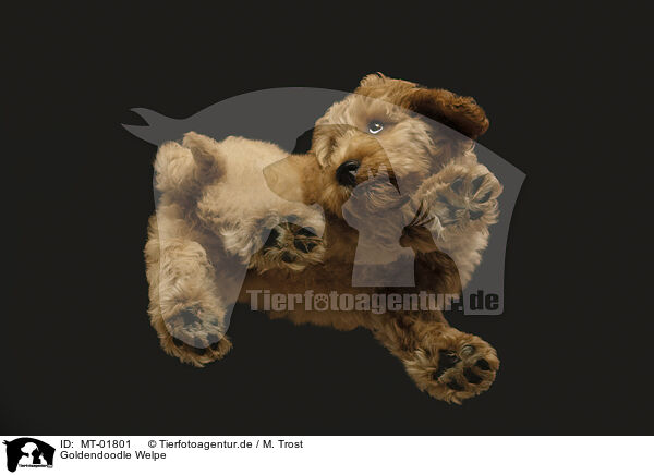 Goldendoodle Welpe / MT-01801