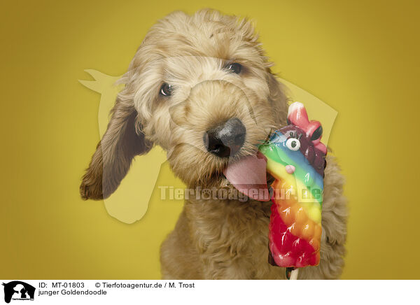 junger Goldendoodle / young Goldendoodle / MT-01803