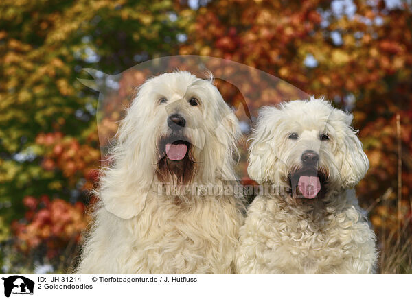 2 Goldendoodles / 2 Goldendoodles / JH-31214