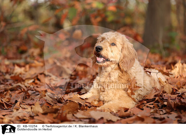 Goldendoodle im Herbst / KB-10254