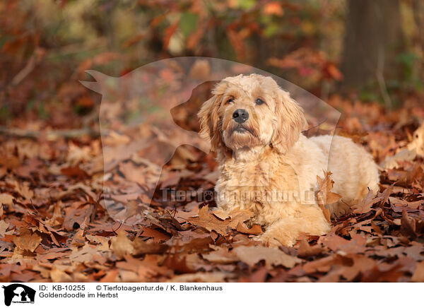 Goldendoodle im Herbst / KB-10255