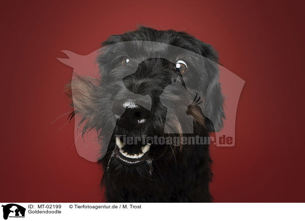 Goldendoodle / MT-02199