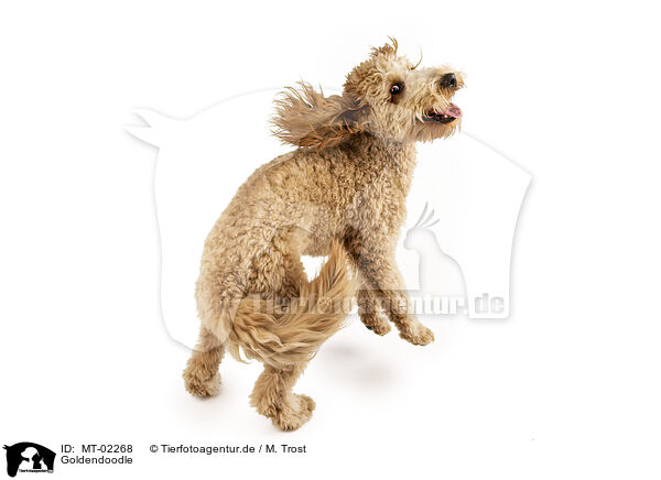 Goldendoodle / MT-02268