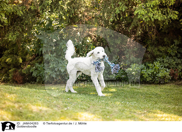Goldendoodle / Goldendoodle / JAM-04263