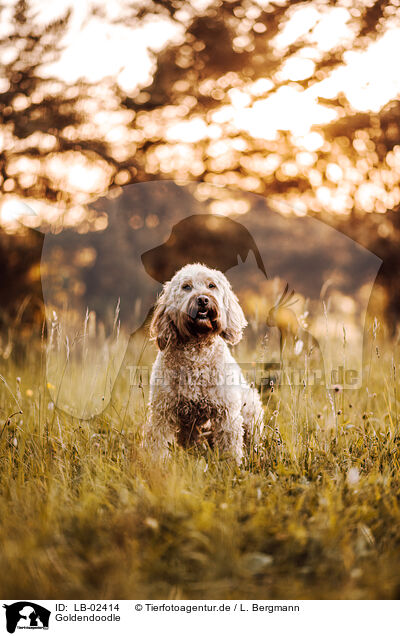 Goldendoodle / LB-02414