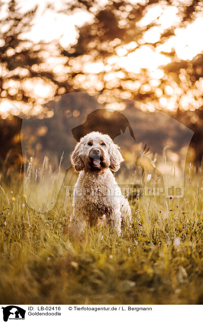 Goldendoodle / LB-02416