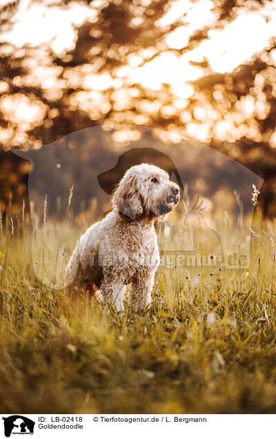 Goldendoodle / LB-02418