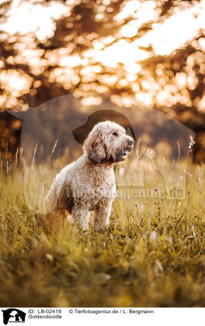 Goldendoodle / Goldendoodle / LB-02419