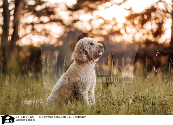 Goldendoodle / Goldendoodle / LB-02420