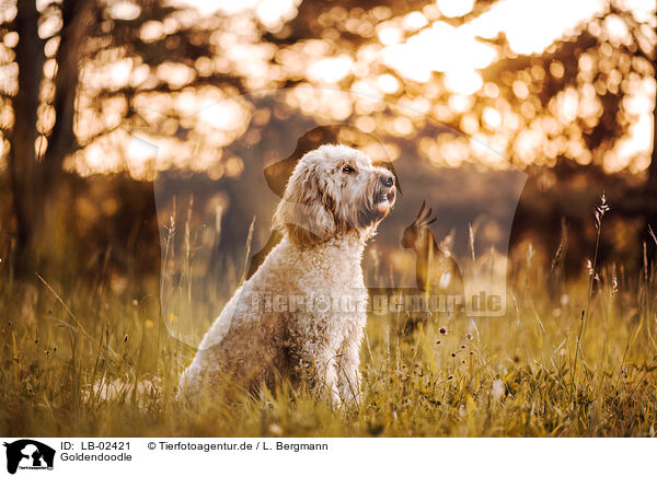 Goldendoodle / LB-02421