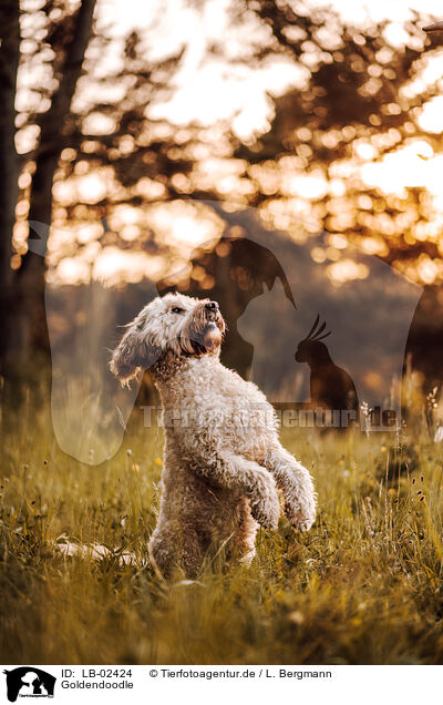 Goldendoodle / Goldendoodle / LB-02424