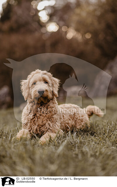 Goldendoodle / Goldendoodle / LB-02550