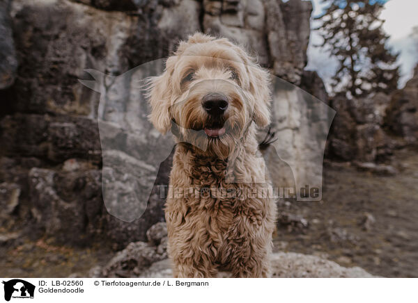 Goldendoodle / Goldendoodle / LB-02560