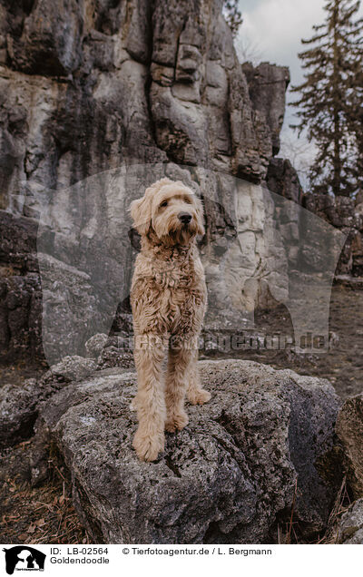 Goldendoodle / Goldendoodle / LB-02564