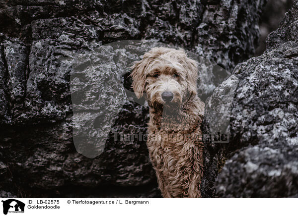 Goldendoodle / Goldendoodle / LB-02575