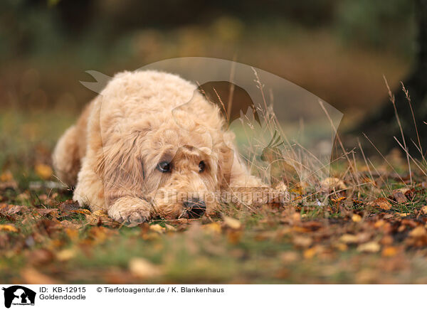 Goldendoodle / Goldendoodle / KB-12915