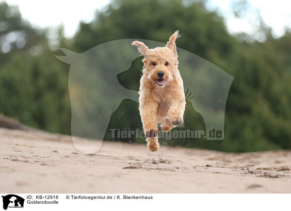 Goldendoodle / Goldendoodle / KB-12916