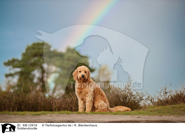 Goldendoodle / KB-12918