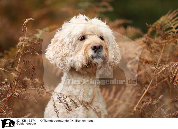 Goldendoodle / Goldendoodle / KB-13274