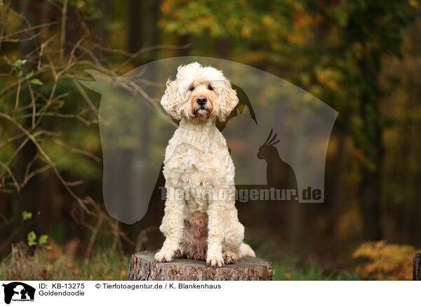 Goldendoodle / Goldendoodle / KB-13275