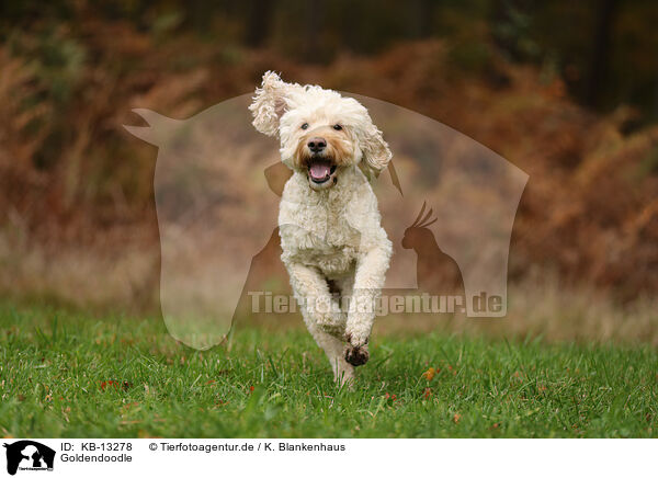 Goldendoodle / Goldendoodle / KB-13278