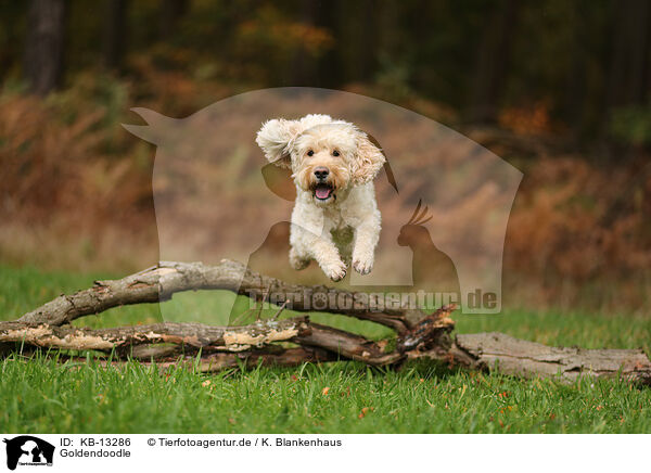 Goldendoodle / Goldendoodle / KB-13286