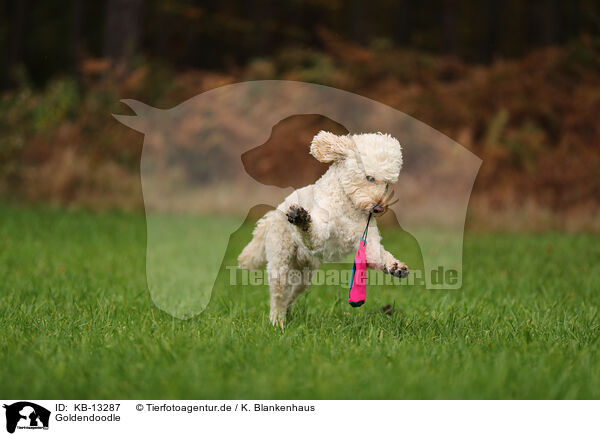 Goldendoodle / Goldendoodle / KB-13287