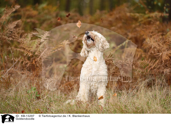 Goldendoodle / Goldendoodle / KB-13297