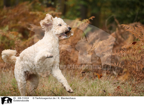 Goldendoodle / Goldendoodle / KB-13304