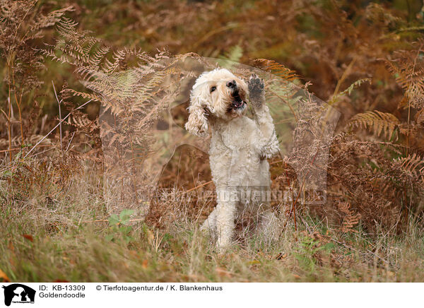 Goldendoodle / KB-13309