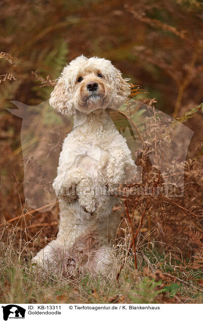 Goldendoodle / Goldendoodle / KB-13311