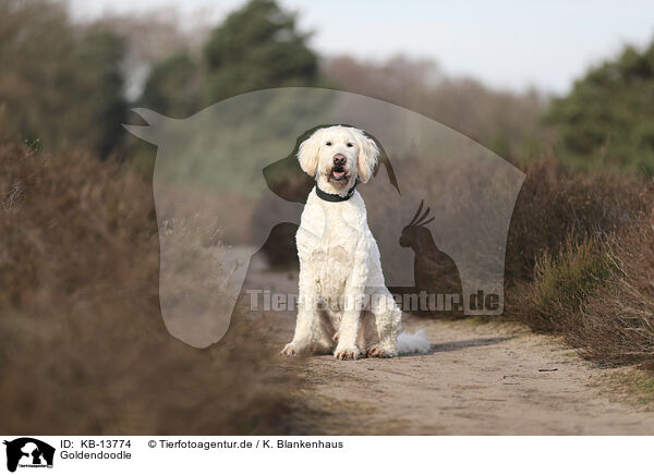 Goldendoodle / Goldendoodle / KB-13774