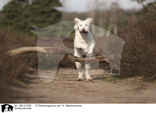 Goldendoodle / Goldendoodle / KB-13780