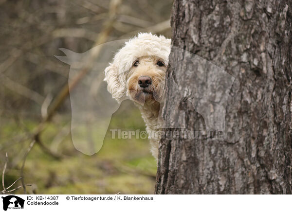 Goldendoodle / Goldendoodle / KB-14387