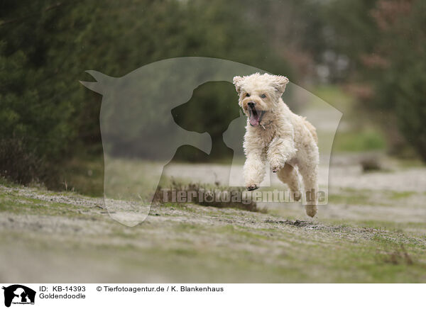 Goldendoodle / KB-14393