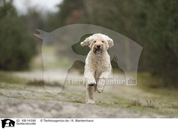 Goldendoodle / KB-14396