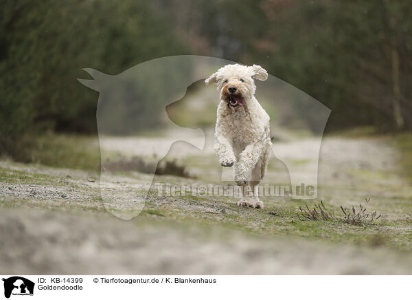 Goldendoodle / Goldendoodle / KB-14399
