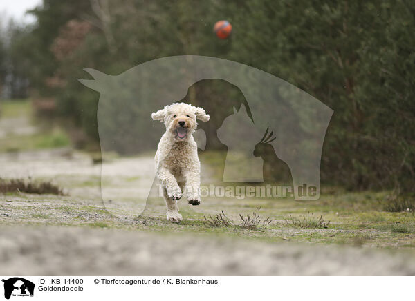 Goldendoodle / Goldendoodle / KB-14400