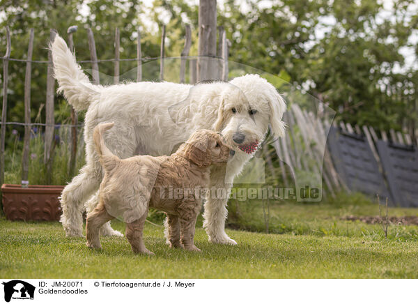 Goldendoodles / Goldendoodles / JM-20071