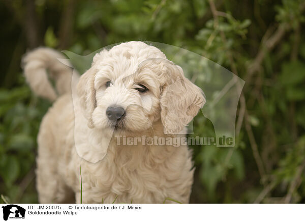 Goldendoodle Welpe / Goldendoodle Puppy / JM-20075