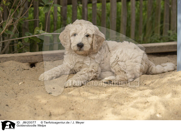 Goldendoodle Welpe / Goldendoodle Puppy / JM-20077