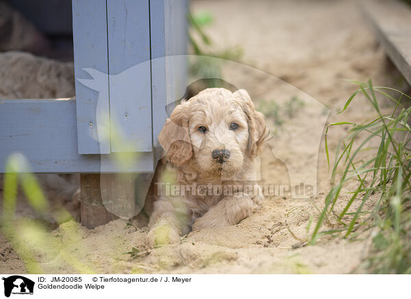 Goldendoodle Welpe / Goldendoodle Puppy / JM-20085