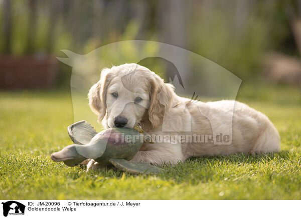 Goldendoodle Welpe / Goldendoodle Puppy / JM-20096
